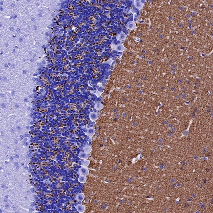 Vesicular Glutamate Transporter 1 (VGLUT1) Recombinant Rabbit mAb (S-1118-58)