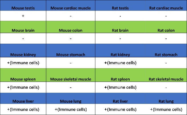 Lipocalin-2/NGAL Recombinant Rabbit mAb (S-2280-129)
