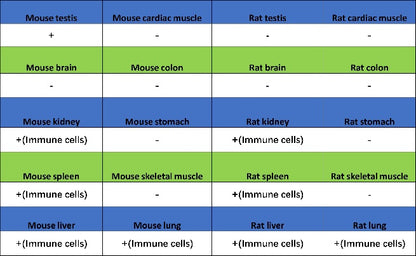 Lipocalin-2/NGAL Recombinant Rabbit mAb (S-2280-129)
