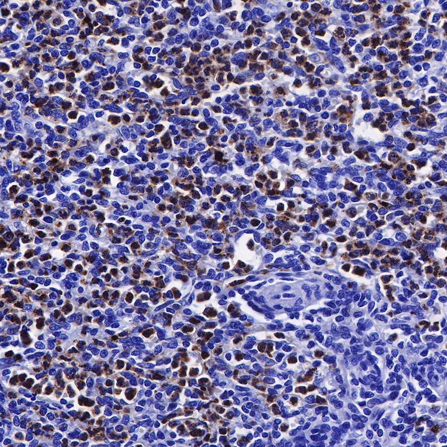 Lysozyme Recombinant Rabbit mAb (SDT-R176)