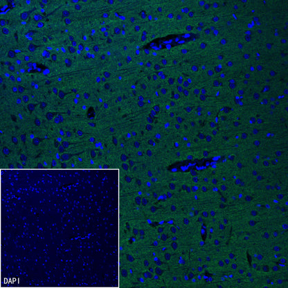 pan SCN Recombinant Rabbit mAb (S-5038)