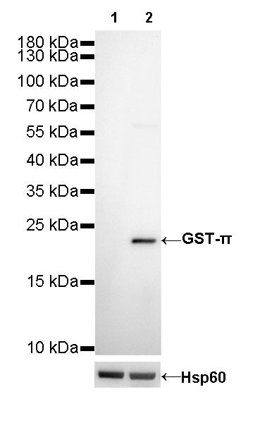 GST-π Recombinant Rabbit mAb (SDT-R054)