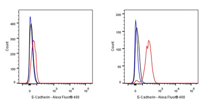 E-Cadherin Recombinant Rabbit mAb (SDT-438-45)