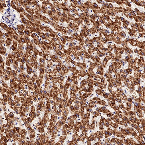 Gstk1 Recombinant Rabbit mAb (S-R341)