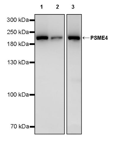 PSME4 Recombinant Rabbit mAb (S-3132-44)