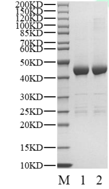 HIPK1 Protein, Human