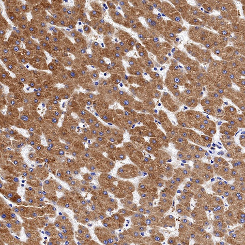 Calreticulin Recombinant Rabbit mAb (S-779-273)