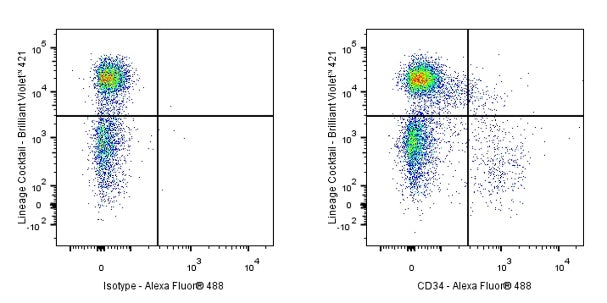 Rat Anti-Mouse CD34 Antibody (RAM34)