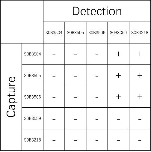 Tau (phospho T205) Recombinant Rabbit mAb (SDT-2034-37)