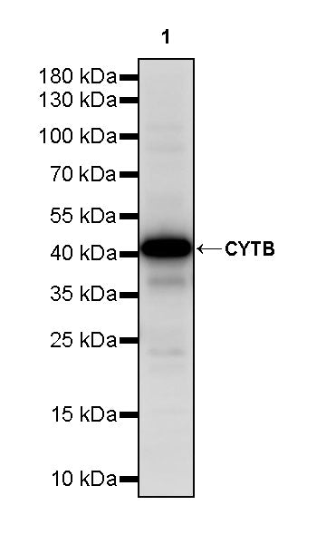 CYTB Recombinant Rabbit mAb (S-3877-15)