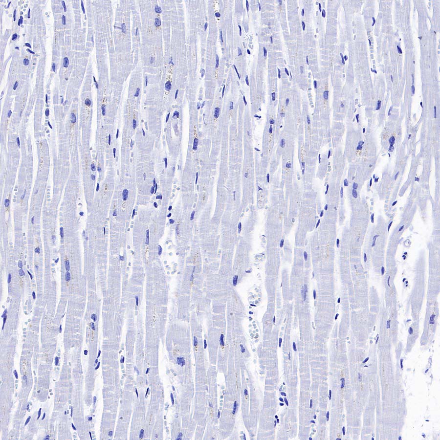pan SCN Recombinant Rabbit mAb (S-5038)