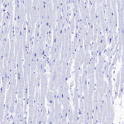 pan SCN Recombinant Rabbit mAb (S-5038)