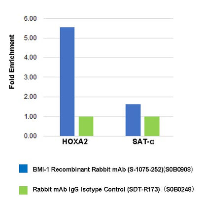 BMI-1 Recombinant Rabbit mAb (S-1075-252)