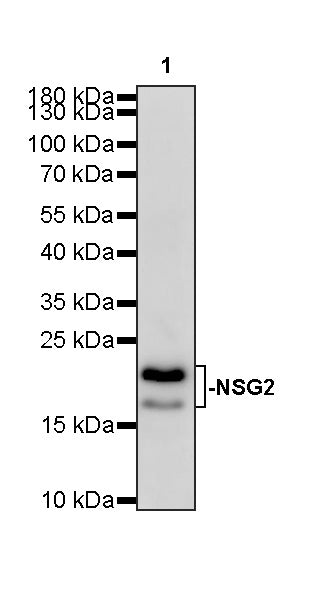 NSG2 Recombinant Rabbit mAb (S-3789-136)