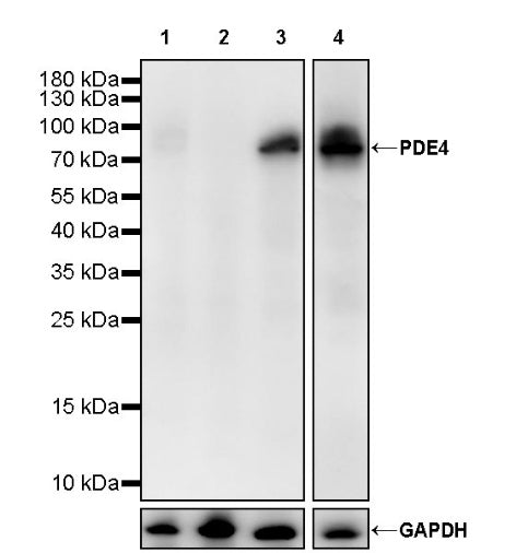 PDE4 Recombinant Rabbit mAb (S-2598-147)