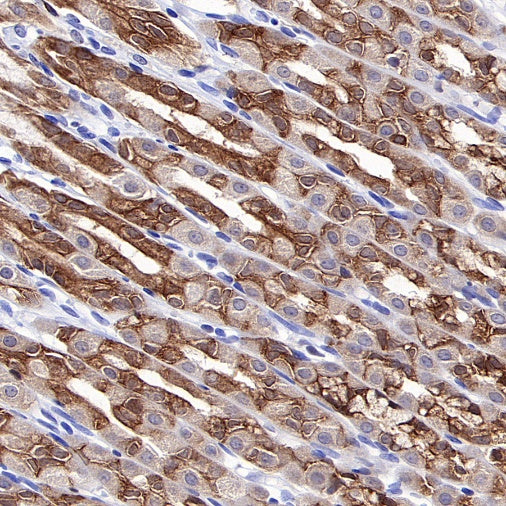 p90RSK Rabbit polyclonal antibody