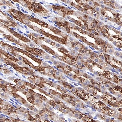 p90RSK Rabbit polyclonal antibody