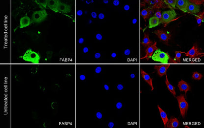 FABP4 Recombinant Rabbit mAb (S-1360-168)