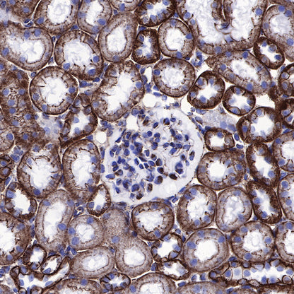 β-Catenin Recombinant Rabbit mAb,PBS Only (SDT-336-23)