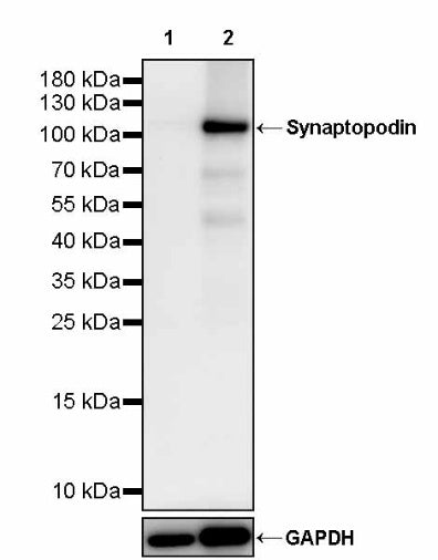 Synaptopodin Recombinant Rabbit mAb (SDT-3331-4)