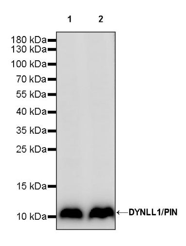DYNLL1/PIN Recombinant Rabbit mAb (S-1460-8)