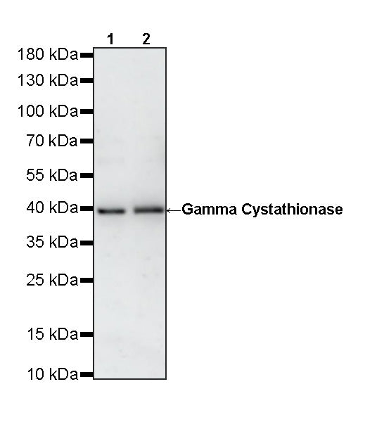 Gamma Cystathionase Mouse mAb