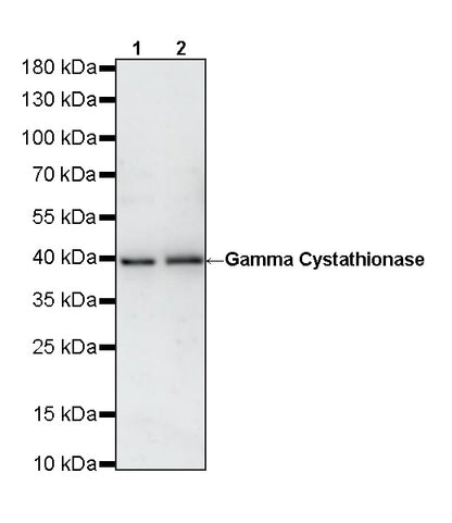 Gamma Cystathionase Mouse mAb