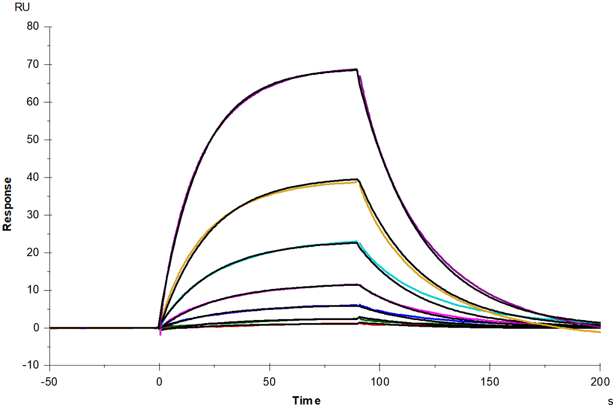 IL-13 R alpha 1 His Tag Protein, Human