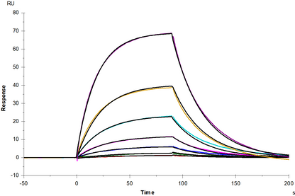 IL-13 R alpha 1 His Tag Protein, Human
