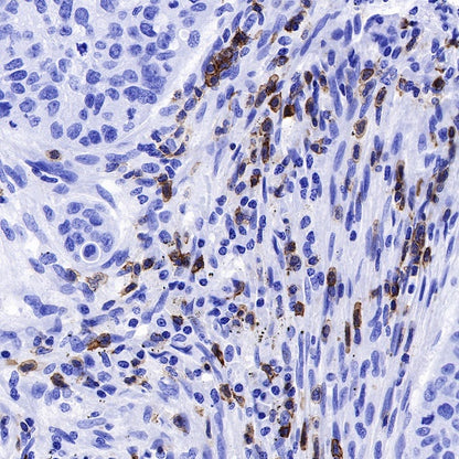 CD6 Mouse mAb (S-688-33)