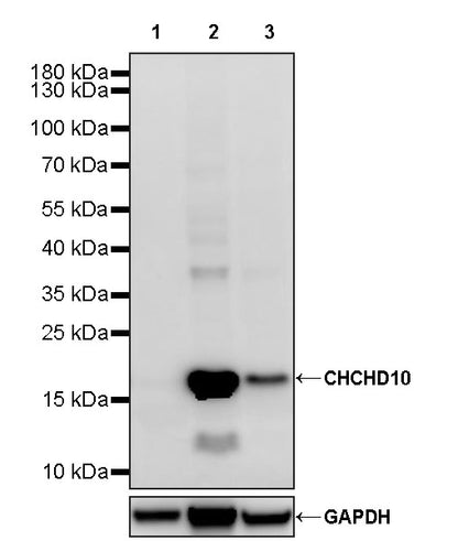 CHCHD10 Recombinant Rabbit mAb (S-4106-13)
