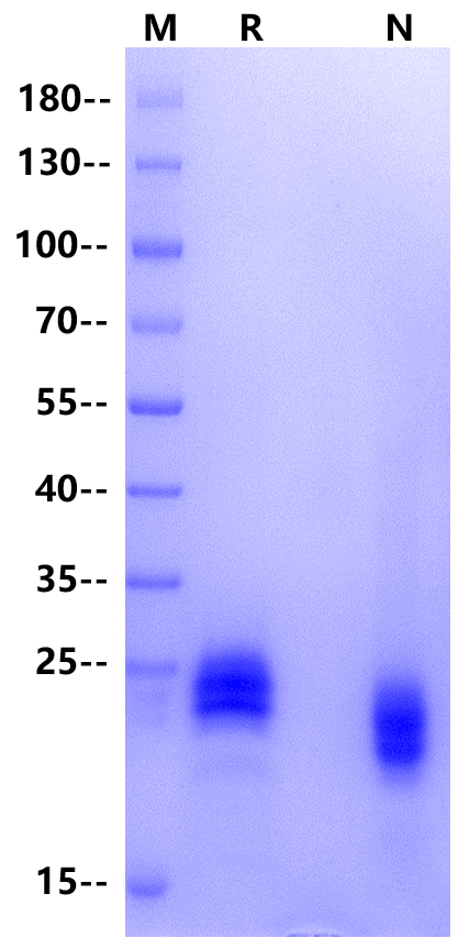 Recombinant oxidized IL-33 Protein, Human