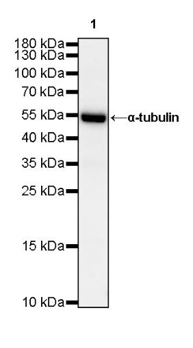 α-tubulin Mouse mAb (S-364-1)