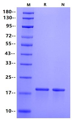 TNF-α Protein, Human