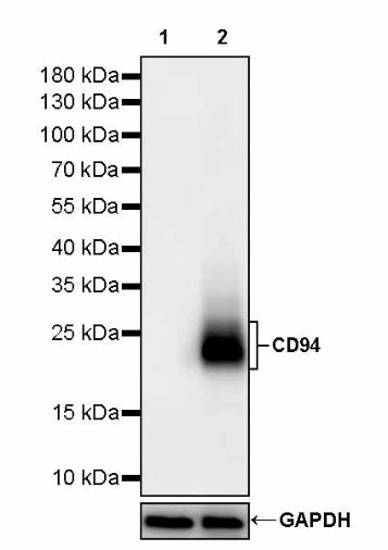 CD94 Recombinant Rabbit mAb (S-2616-5)