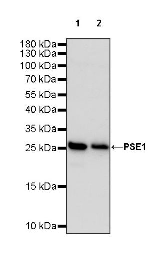 PSME1 Recombinant Rabbit mAb (S-732-14)