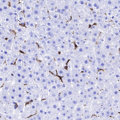 Iba1 Recombinant Rabbit mAb (S-484-18)