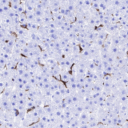 Iba1 Recombinant Rabbit mAb (S-484-18)