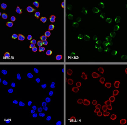 PIK3CD Recombinant Rabbit mAb (SDT-1978-148)