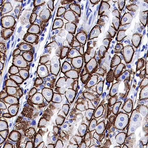 AQP4 Recombinant Rabbit mAb (S-1609-62)