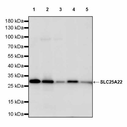 SLC25A22 Recombinant Rabbit mAb (S-2780-15)