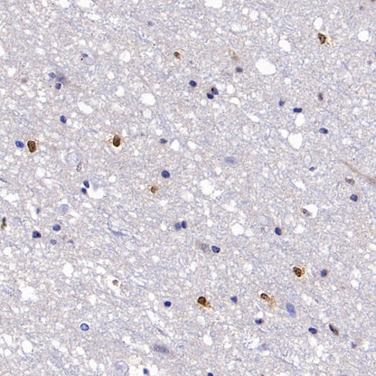 b-FGF/FGF2 Recombinant Rabbit mAb (S-1161-136)