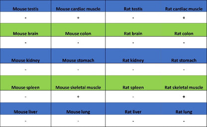 MYH7 Recombinant Rabbit mAb (SDT-2936-44)