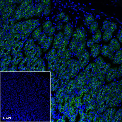 E-Cadherin Recombinant Rabbit mAb (Alexa Fluor® 488 Conjugate) (S-438-5)
