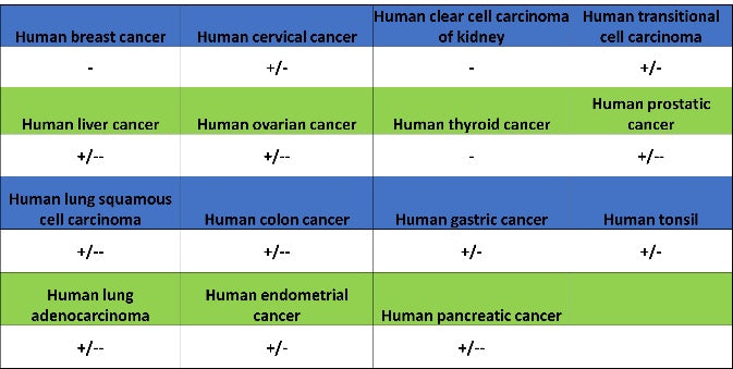 ATG7 Recombinant Rabbit mAb (S-1279-201)