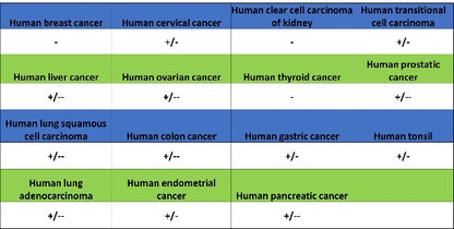 ATG7 Recombinant Rabbit mAb (S-1279-201)