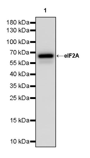 eIF2A Recombinant Rabbit mAb