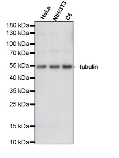 Anti-Biotin Recombinant Rabbit mAb (S-3083)