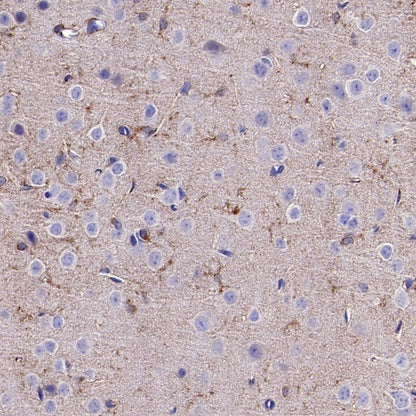 BST2 Recombinant Rabbit mAb (S-1950-247)