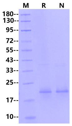 RANK L/TNFSF11(178aa) Protein, Human